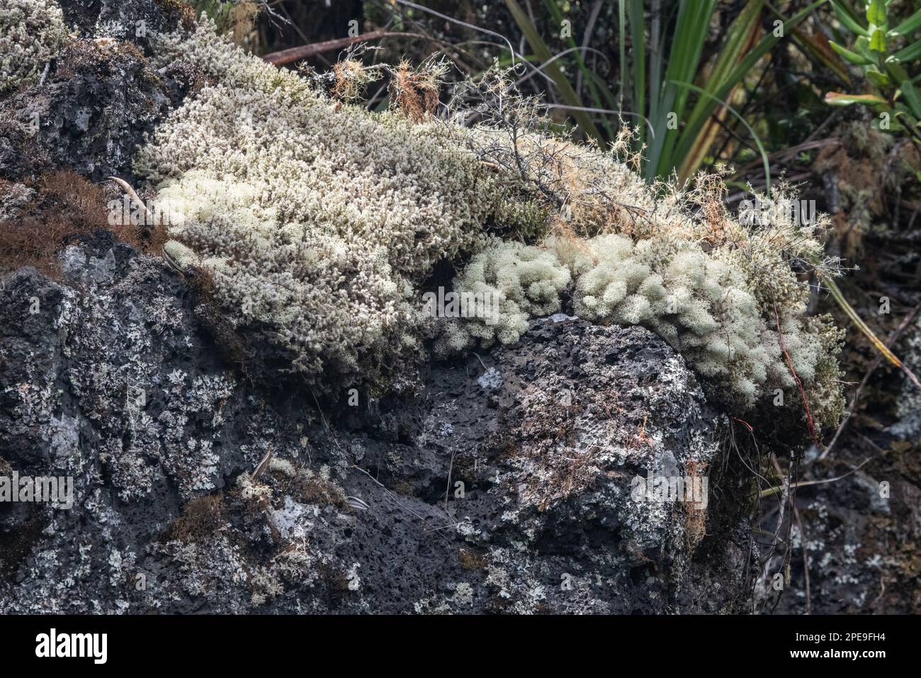 Fuzzy Reindeer Lichen (Cladonia confusa) on volcanic rock on Rangitoto island off the coast of Auckland, New Zealand. Stock Photo