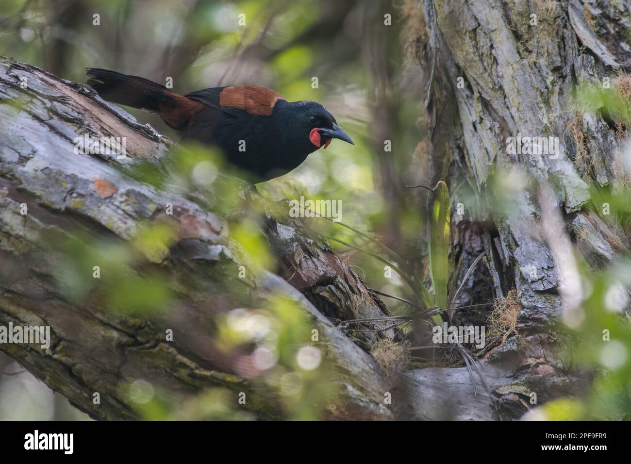 A North Island saddleback (Philesturnus rufusater), an endemic and endangered bird from Aotearoa New Zealand. Stock Photo