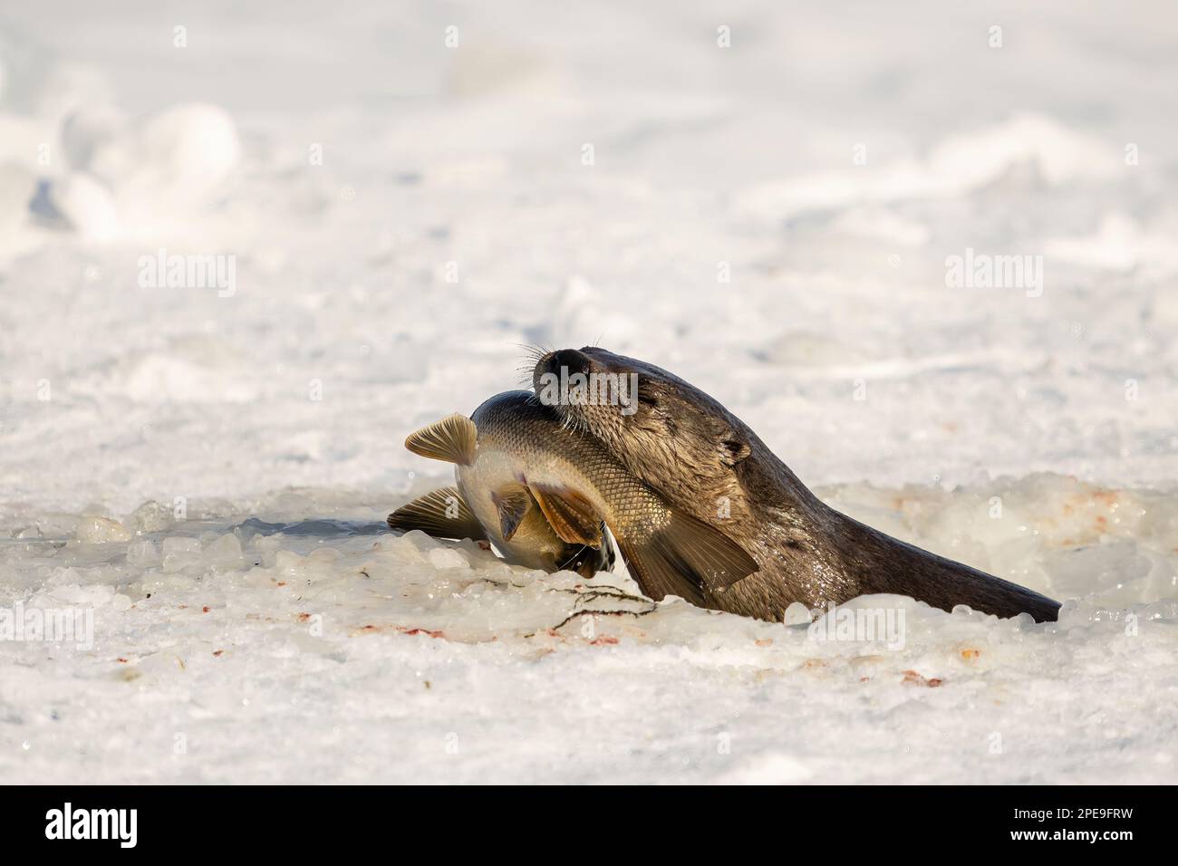 Northern river otter fish alaska hi-res stock photography and images