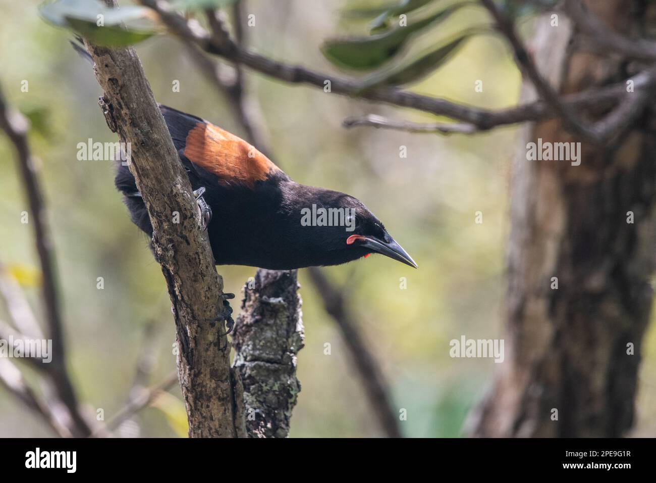 A North Island saddleback (Philesturnus rufusater), an endemic and endangered bird from Aotearoa New Zealand. Stock Photo