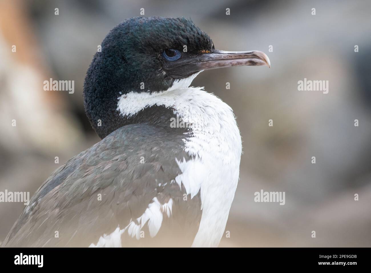 Otago shag (Leucocarbo chalconotus) an endemic species of cormorant found in Aotearoa New Zealand. Stock Photo