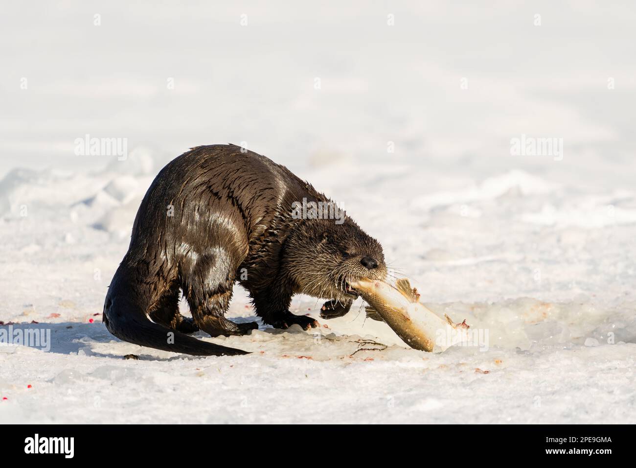Northern river otter fish alaska hi-res stock photography and images