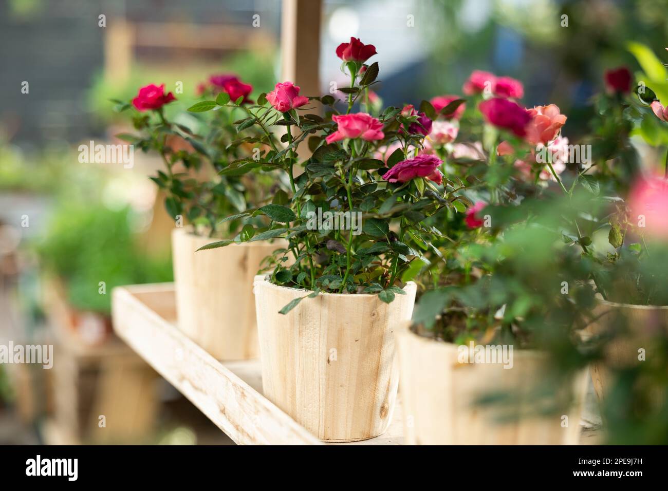 Lush roses in pot hi-res stock photography and images - Alamy