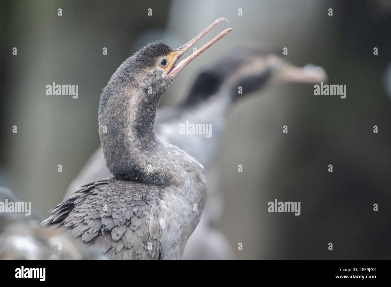 The spotted shag (Phalacrocorax punctatus) an endemic cormorant of Aotearoa New Zealand. Stock Photo