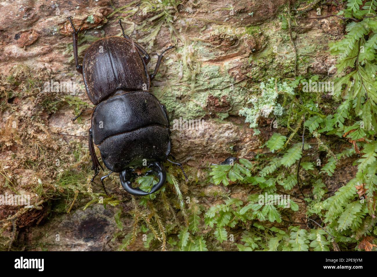Geodorcus helmsi, New Zealand giant stag beetle or Helms's stag beetle an endemic insect from Fiordland National Park in Aotearoa. Stock Photo