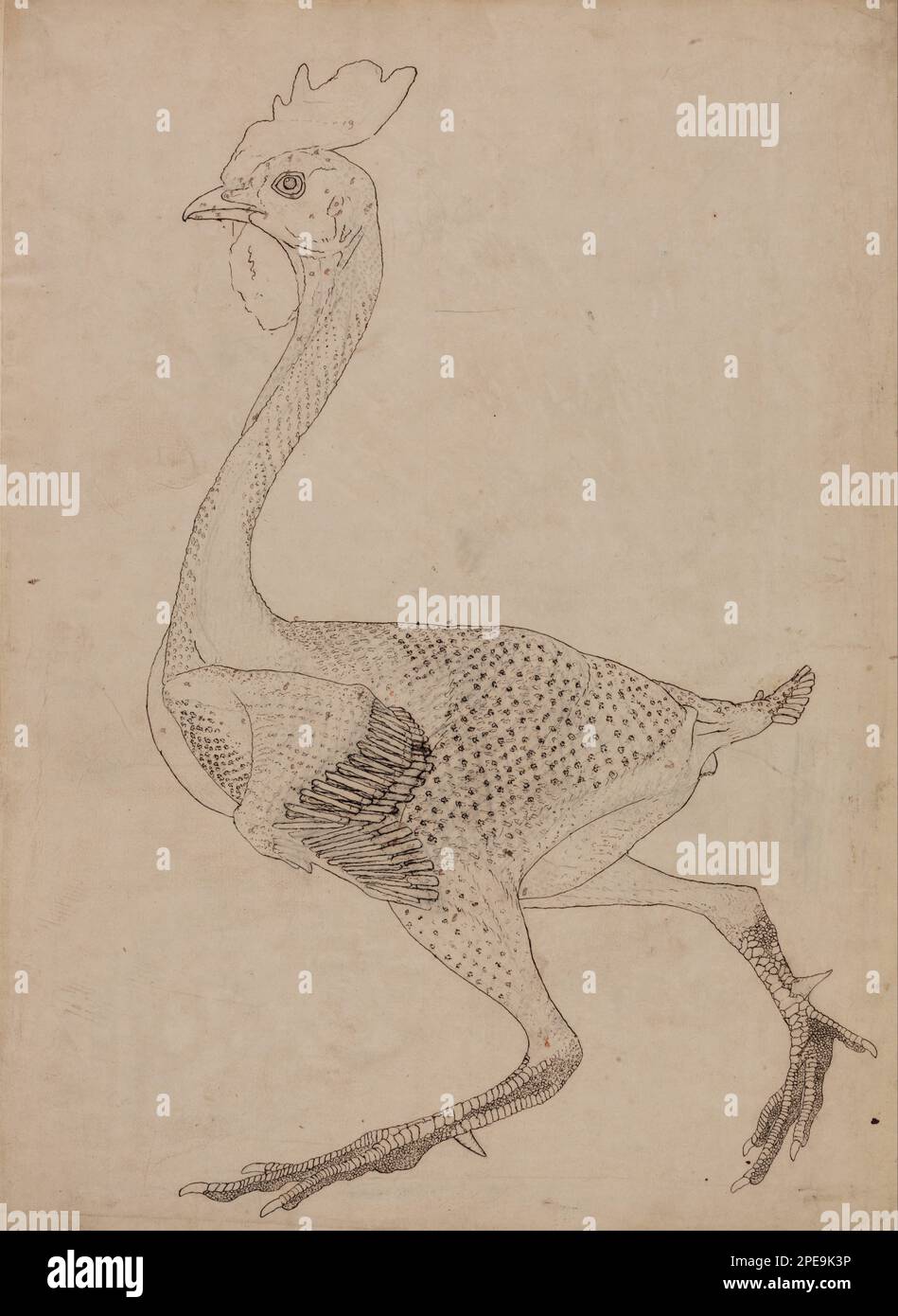 A Comparative Anatomical Exposition of the Structure of the Human Body ...