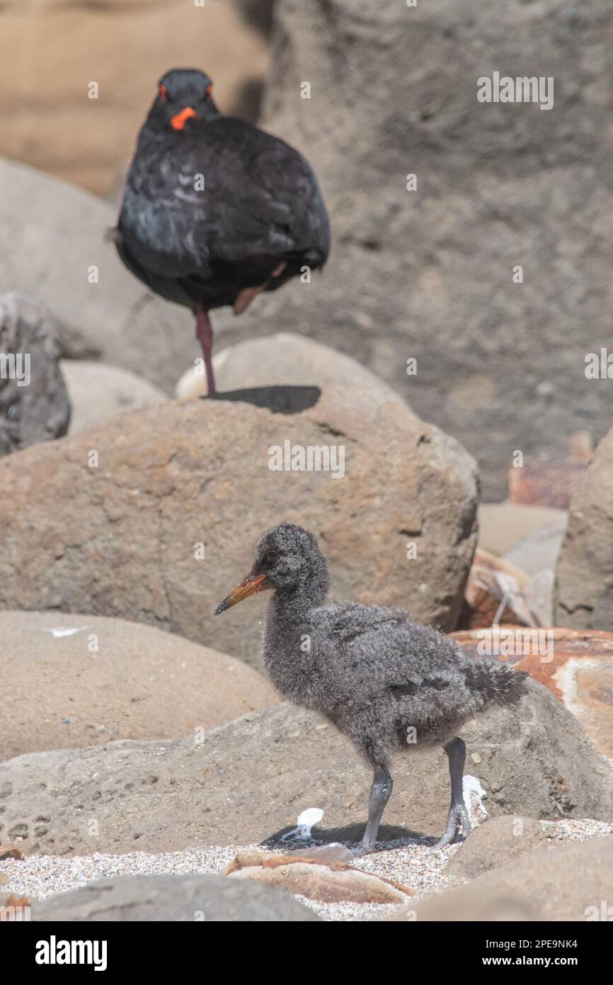 A variable oystercatcher (Haematopus unicolor) chick with its adult parent on the Beach in Curio bay, New Zealand. Stock Photo
