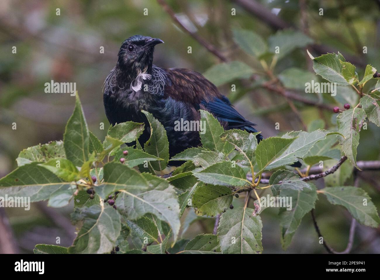 The Tui (Prosthemadera novaeseelandiae) a large endemic passerine bird found across Aotearoa New Zealand. Stock Photo