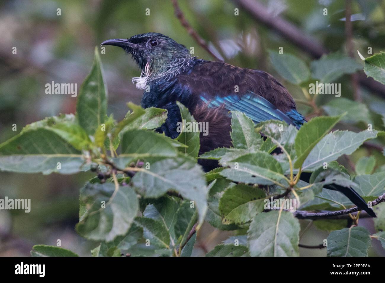 The Tui (Prosthemadera novaeseelandiae) a large endemic passerine bird found across Aotearoa New Zealand. Stock Photo