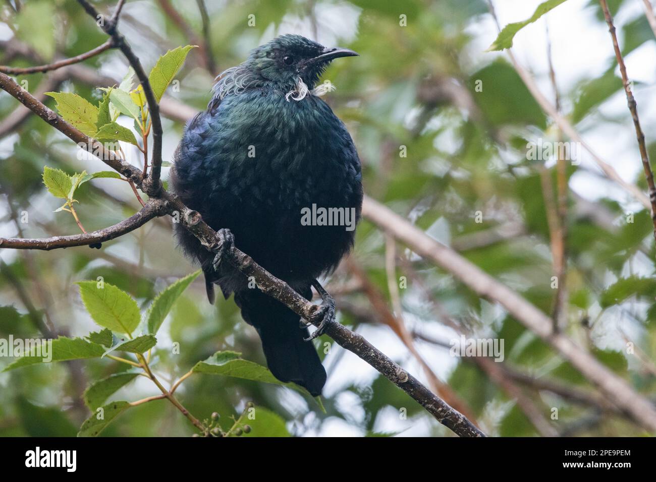 The Tui (Prosthemadera novaeseelandiae) a large endemic passerine bird found across Aotearoa New Zealand. Stock Photo