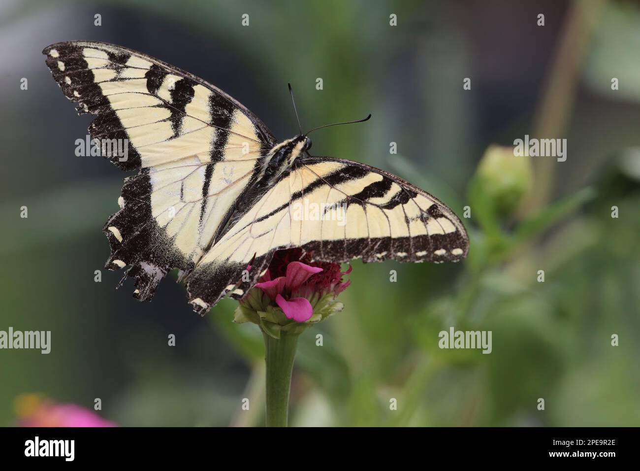 A yellow and black swallowtail butterfly spreads its wings on a pink flower. Stock Photo