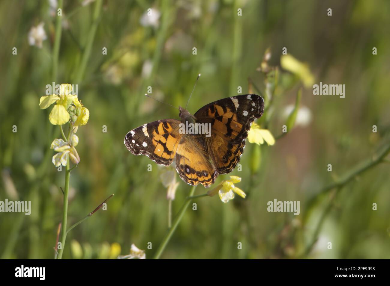 A small orange and black butterfly spreads its wings on a small yellow-white flower. Stock Photo
