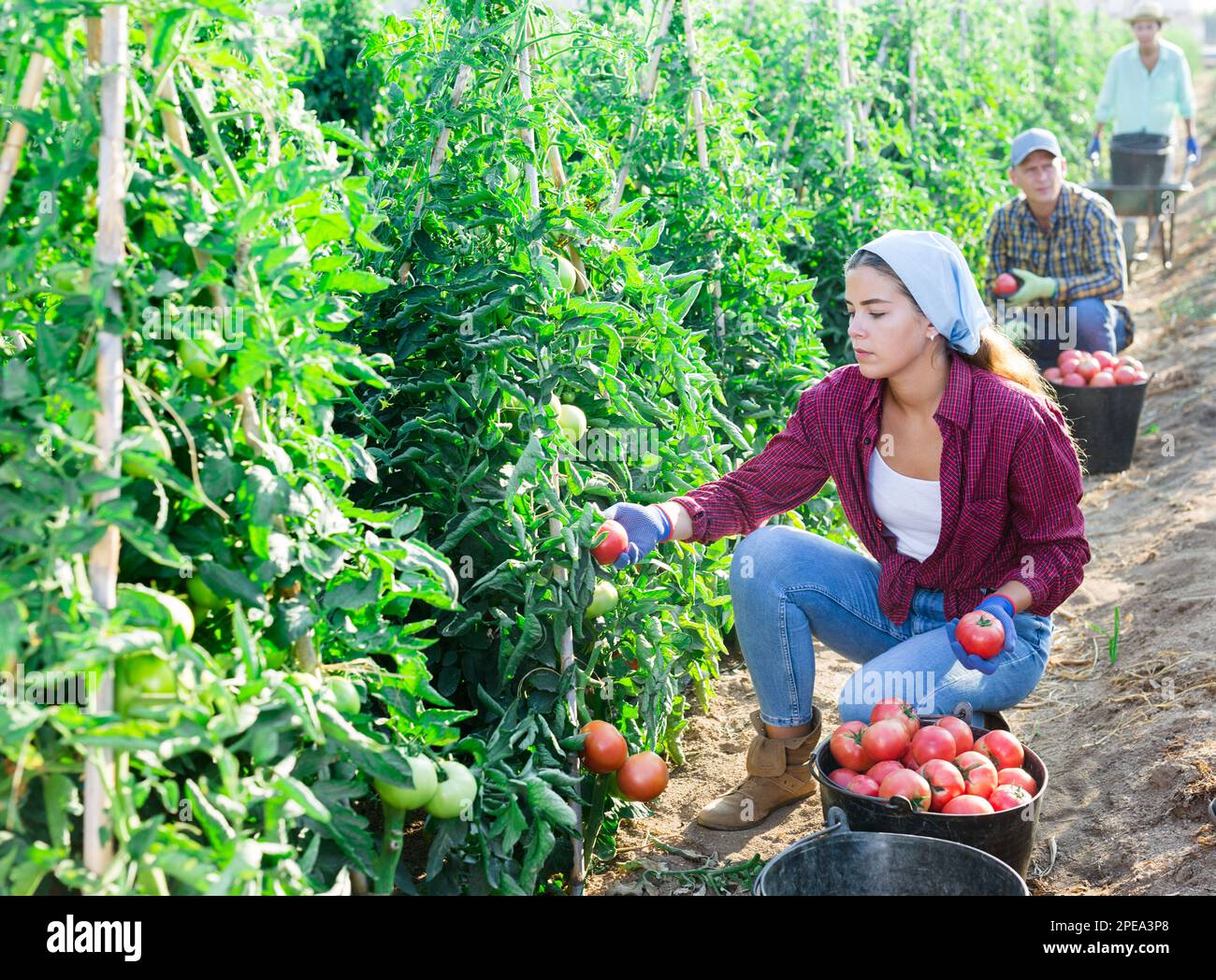 Young female farmer harvesting ripe tomatoes on farm field Stock Photo ...