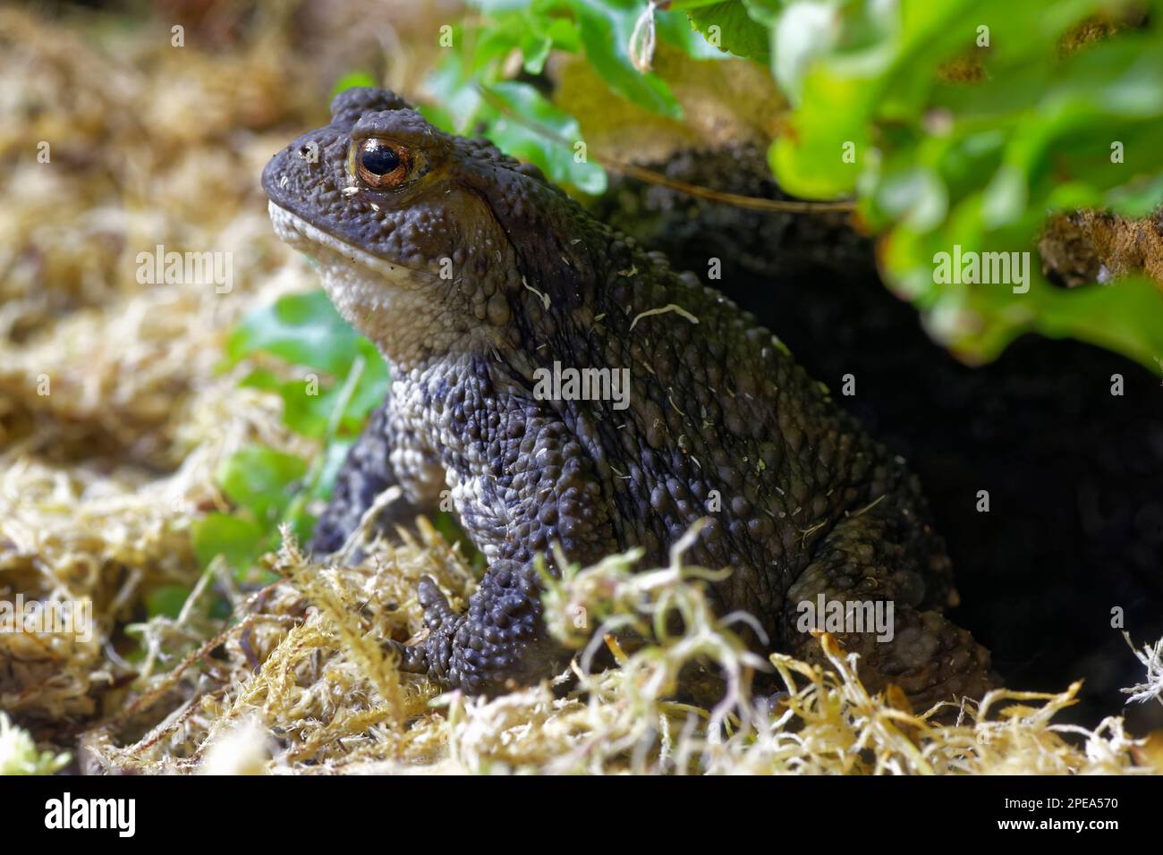 Common Toad - Bufo bufo in toad hole Stock Photo