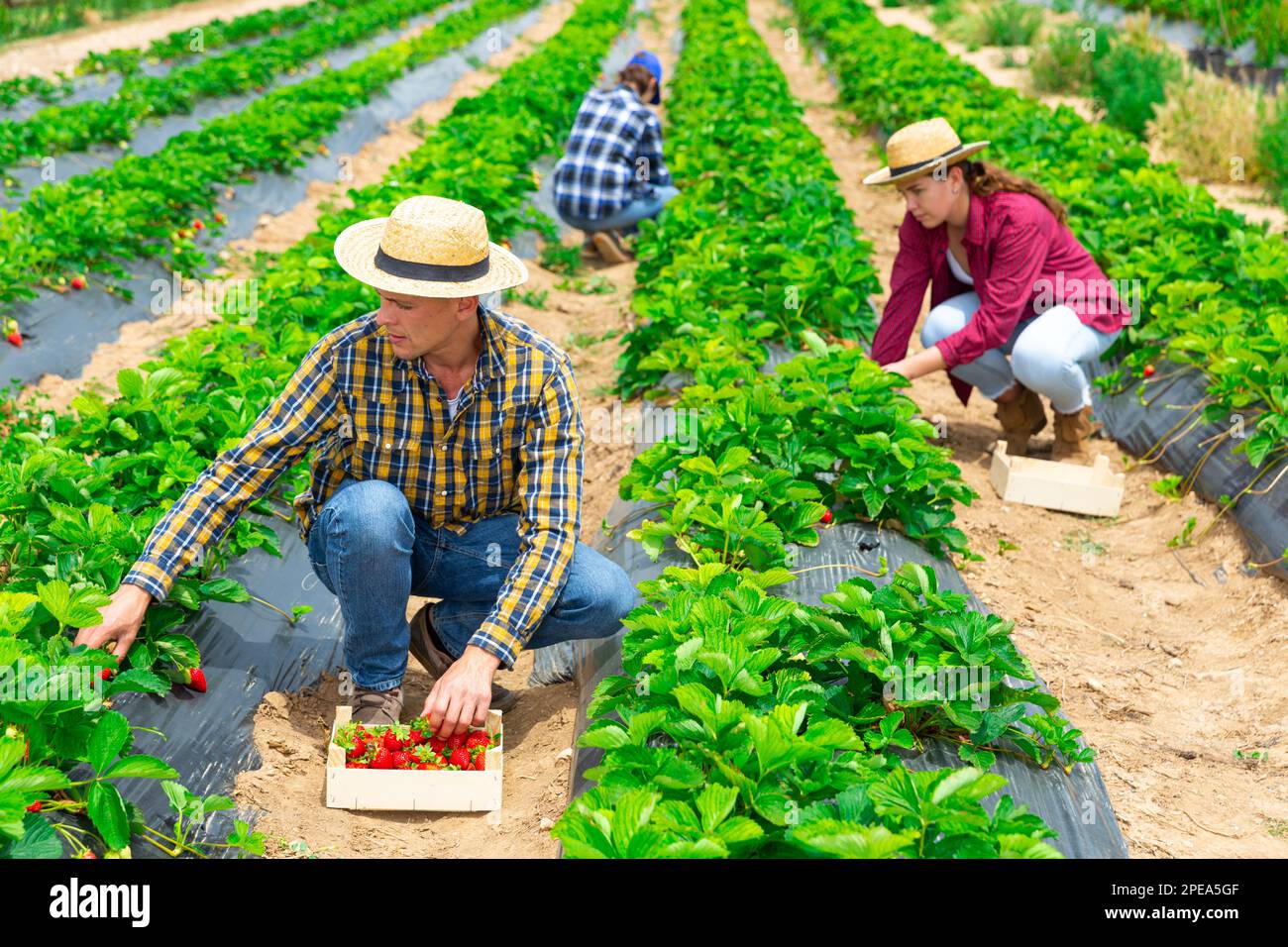 Team of farmers picking strawberry at farm Stock Photo - Alamy
