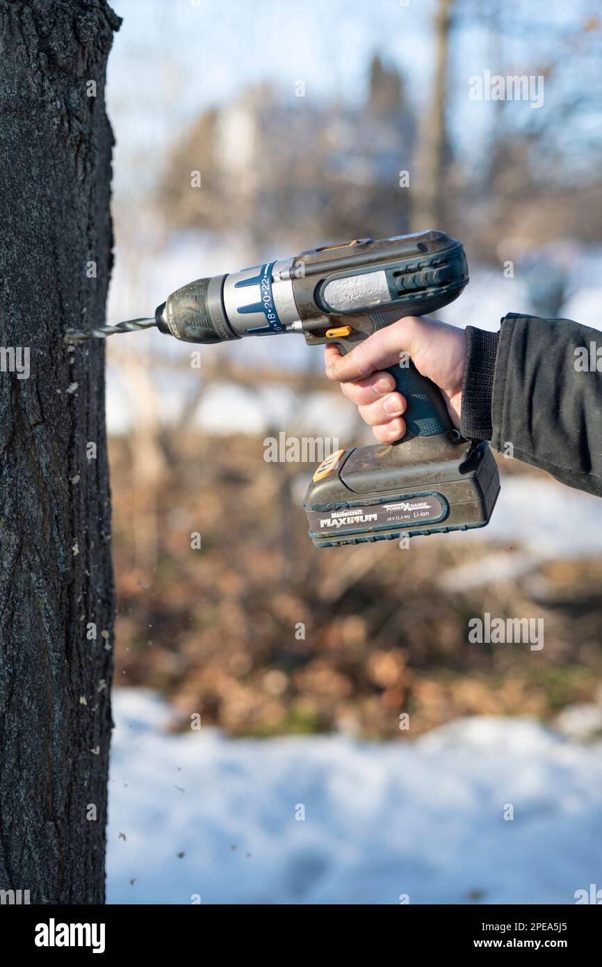 Drilling a hole in a sugar maple tree to collect sap for maple syrup Drilling a hole in a sugar maple tree to collect sap for maple syrup