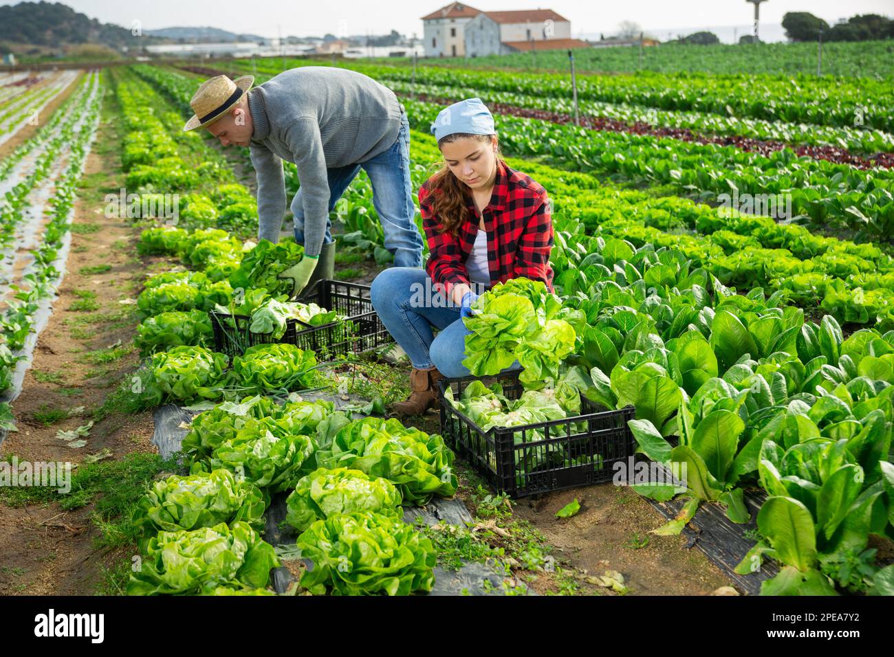 Gardeners husband and wife picking harvest of green lettuce Stock Photo ...