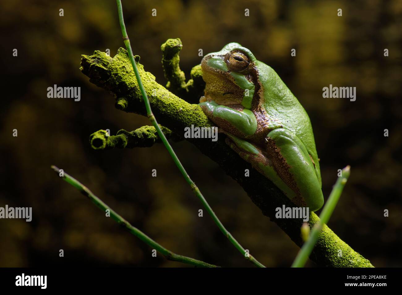 European Tree Frog - Hyla arborea  Frog on stick Stock Photo