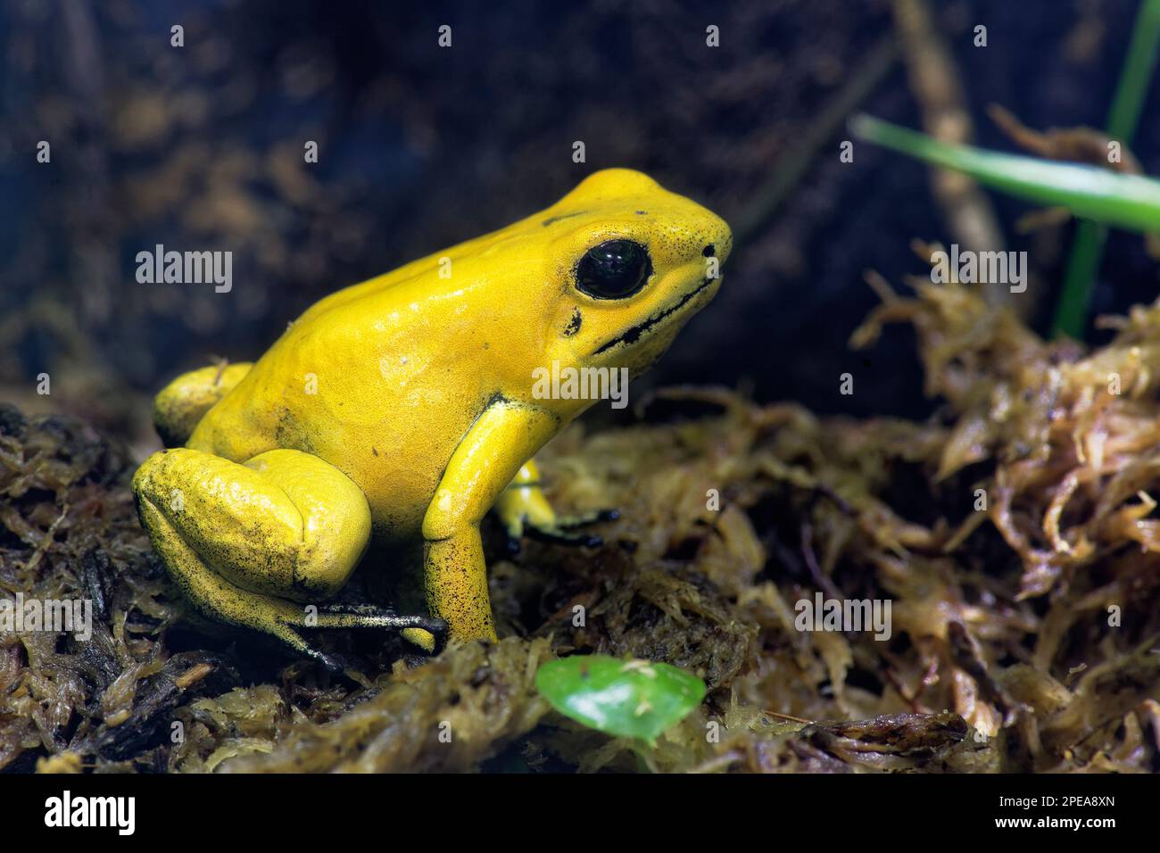 Golden Poison Frog - Phyllobates Terribilis The Worlds Most Poisonous ...