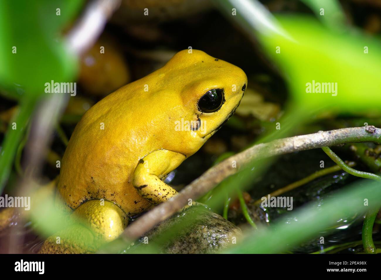 Golden Poison Frog - Phyllobates terribilis  The worlds most poisonous animal Stock Photo