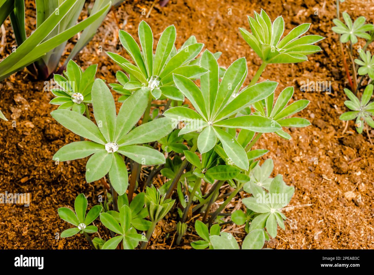 After rain water drops on lupin leafs Stock Photo