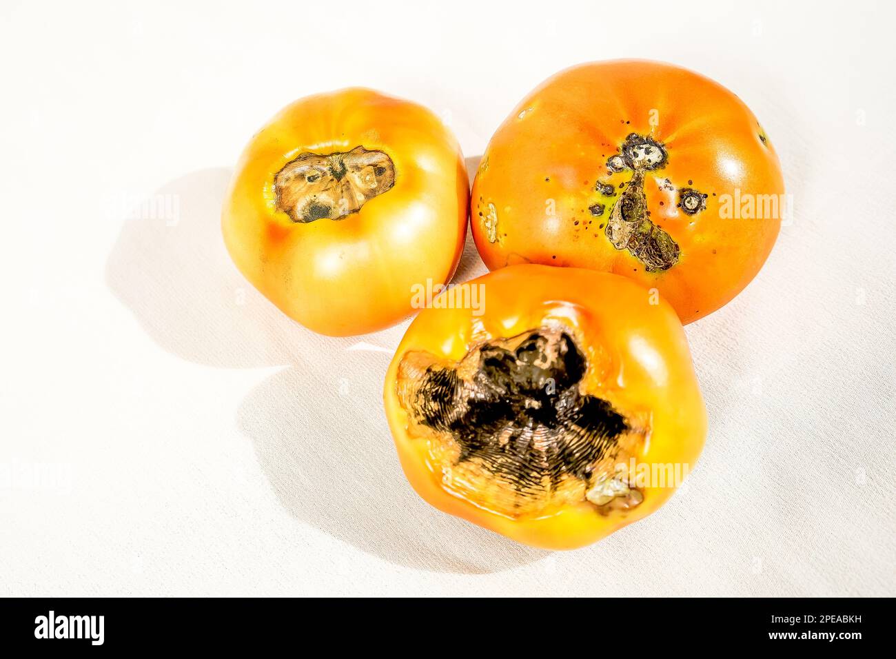 Tomato blossomend rot disorder when the tissue of the blossom end of