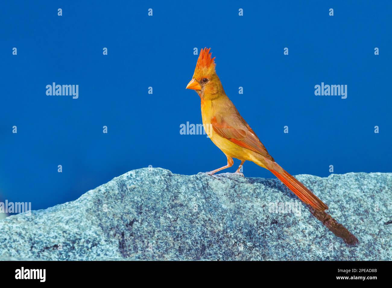 Female Cardinal Bird bold colors on rock Stock Photo - Alamy