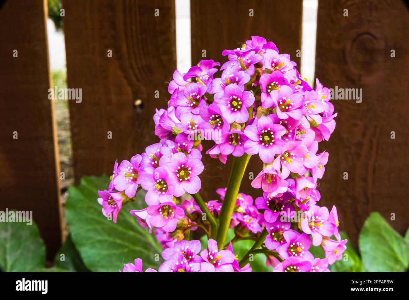Flower of the badan plant - Bergenia crassifolia Stock Photo
