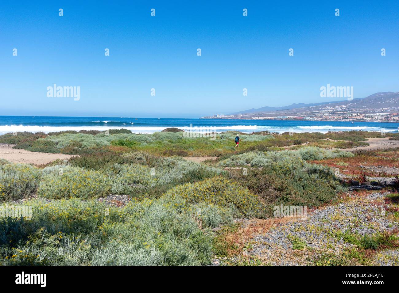 coast coastal dunes and scrub, Playa de las Américas, Tenerife, Canary Islands, Kingdom of Spain Stock Photo
