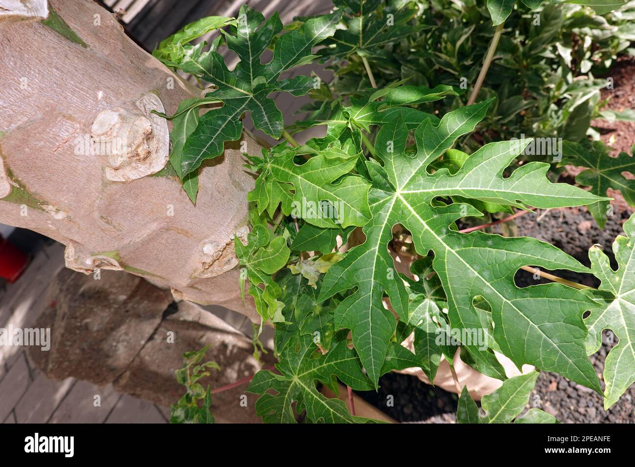 Melonenbaum papayabaum hires stock photography and images Alamy