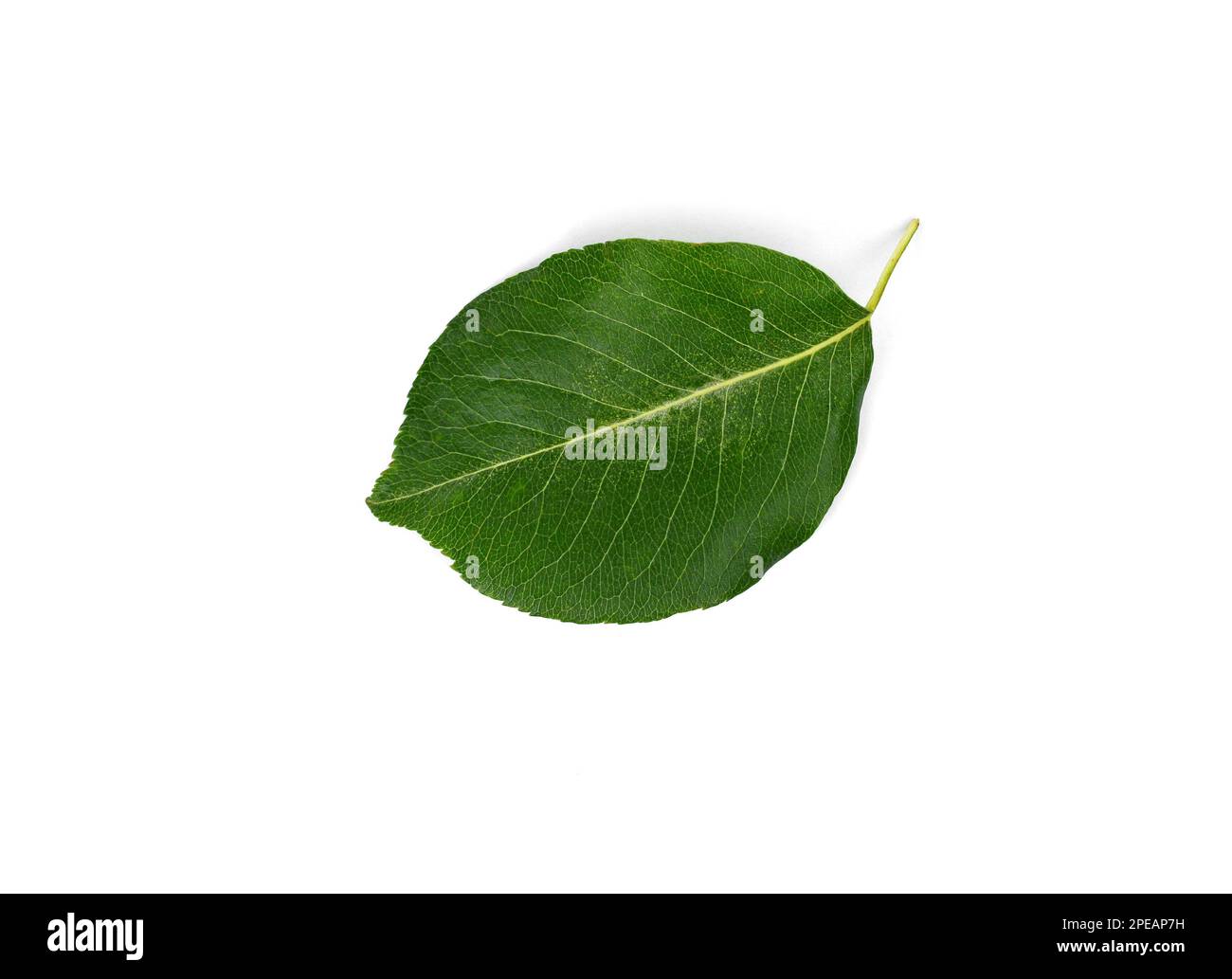 Green pear leaves isolated on white background Stock Photo - Alamy