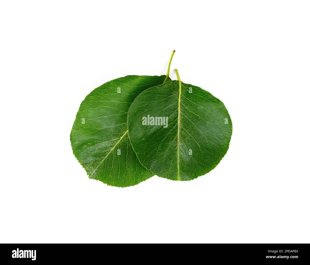 Green pear leaves isolated on white background Stock Photo - Alamy