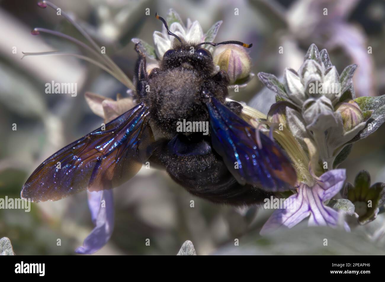 Xylocopa violacea or violet carpenter bee, close up Stock Photo