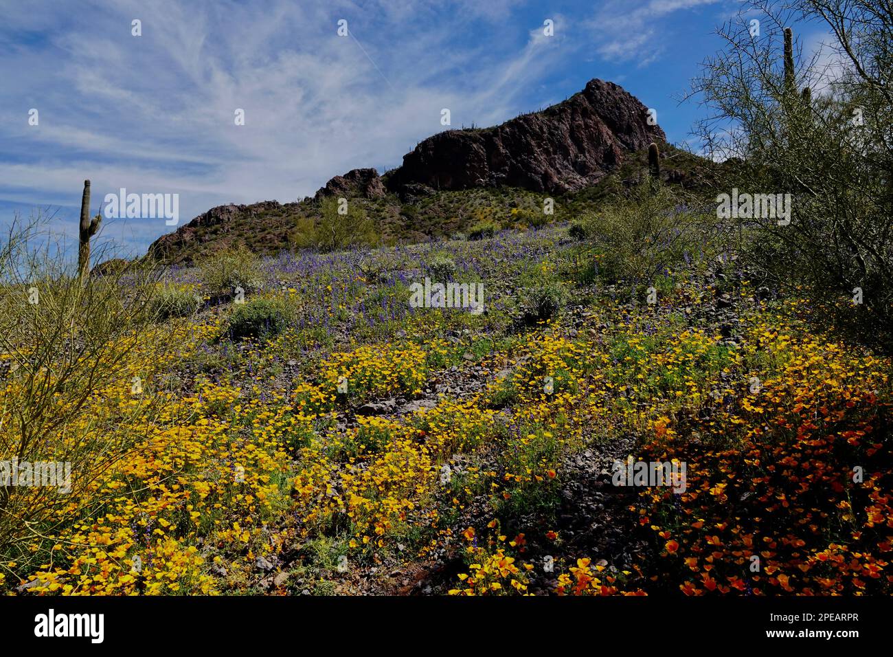 Wildflowers in bloom in the desert outside of Phoenix, Arizona Stock