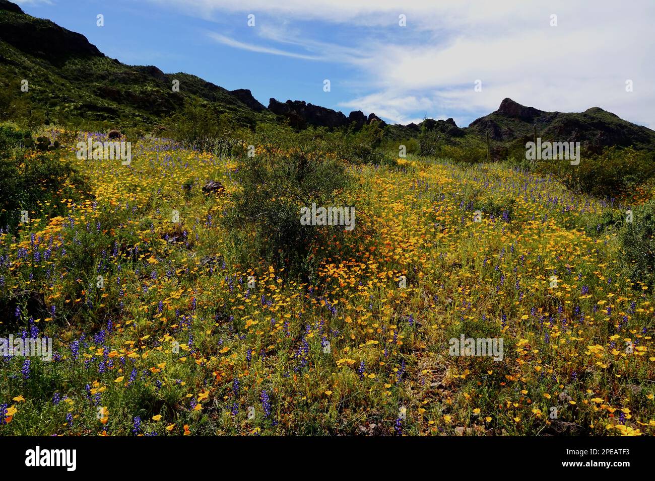 Wildflowers in bloom in the desert outside of Phoenix, Arizona Stock Photo Alamy