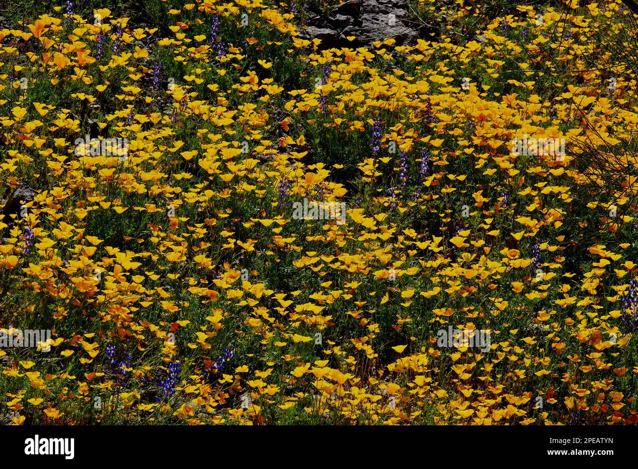 Wildflowers in bloom in the desert outside of Phoenix, Arizona Stock Photo Alamy