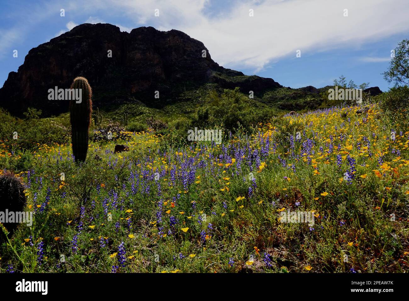 Wildflowers in bloom in the desert outside of Phoenix, Arizona Stock