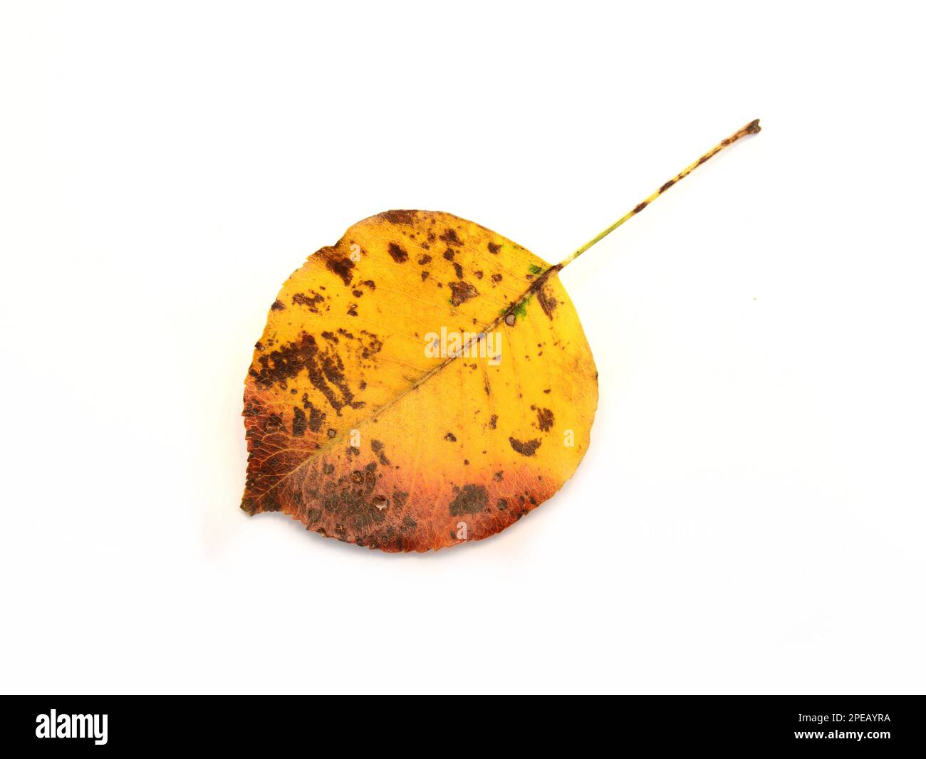 autumn leaf isolated on white background Stock Photo - Alamy