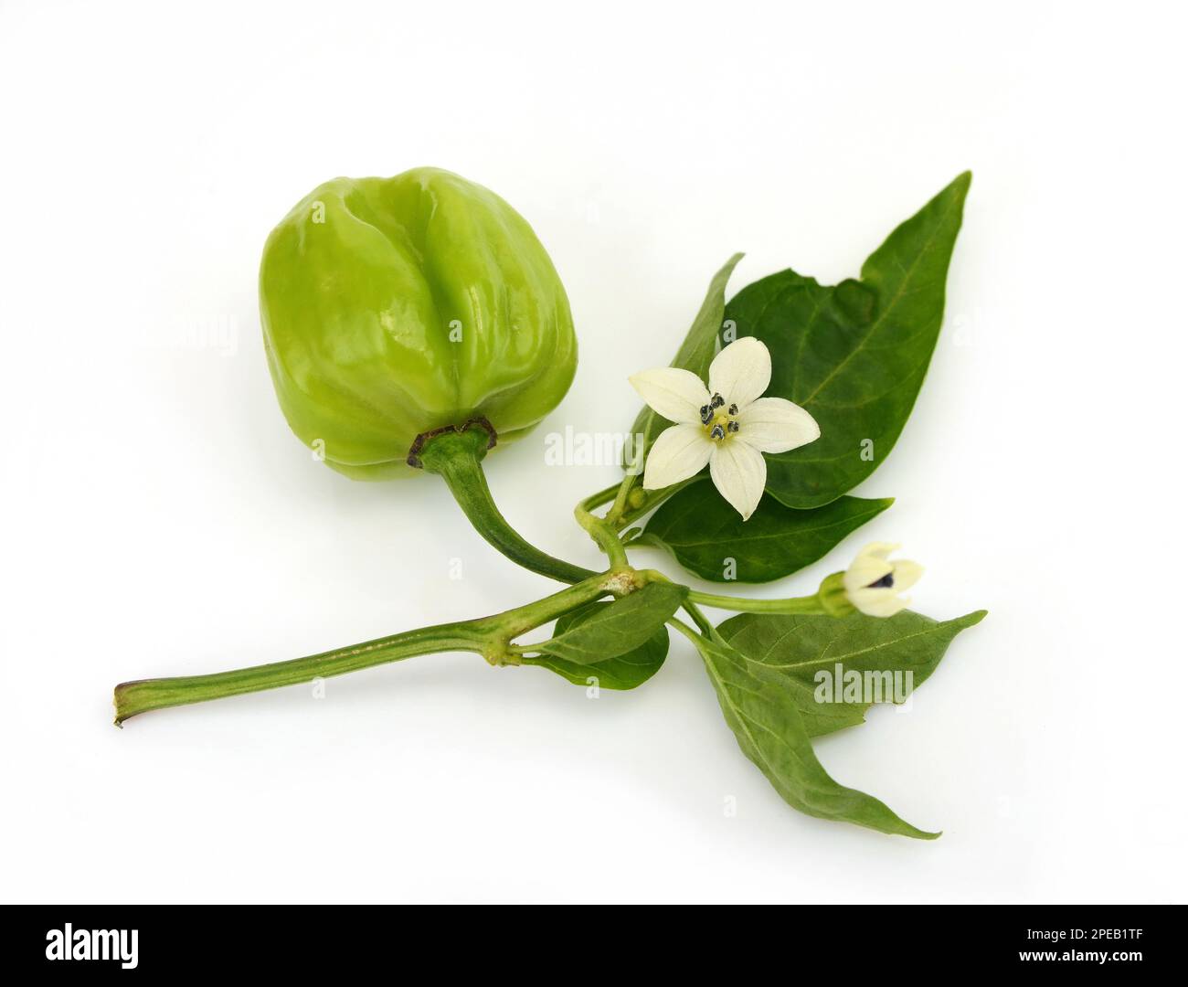 Green Habanero chili with flower and leaves one half isolated on white