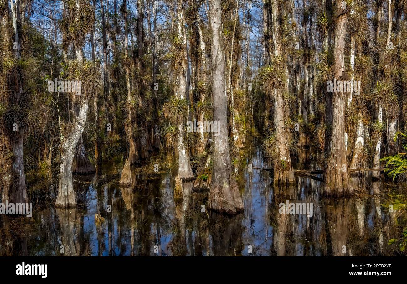 Air Plants Growing on Bald Cypress Trees; Big Cypress National Preserve
