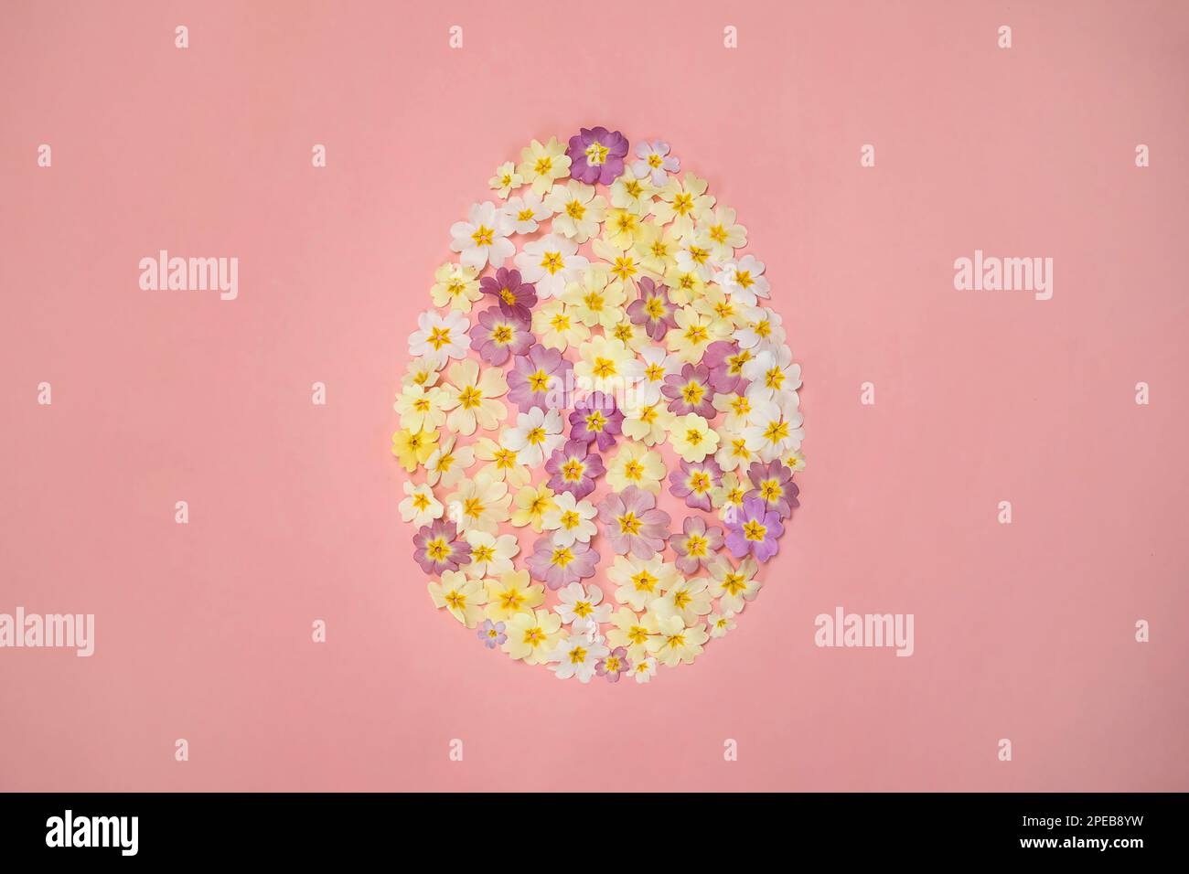Easter egg shape flower pattern, creative background, easter blooming primrose decoration abstract arrangement, spring concept, easter concept. Stock Photo