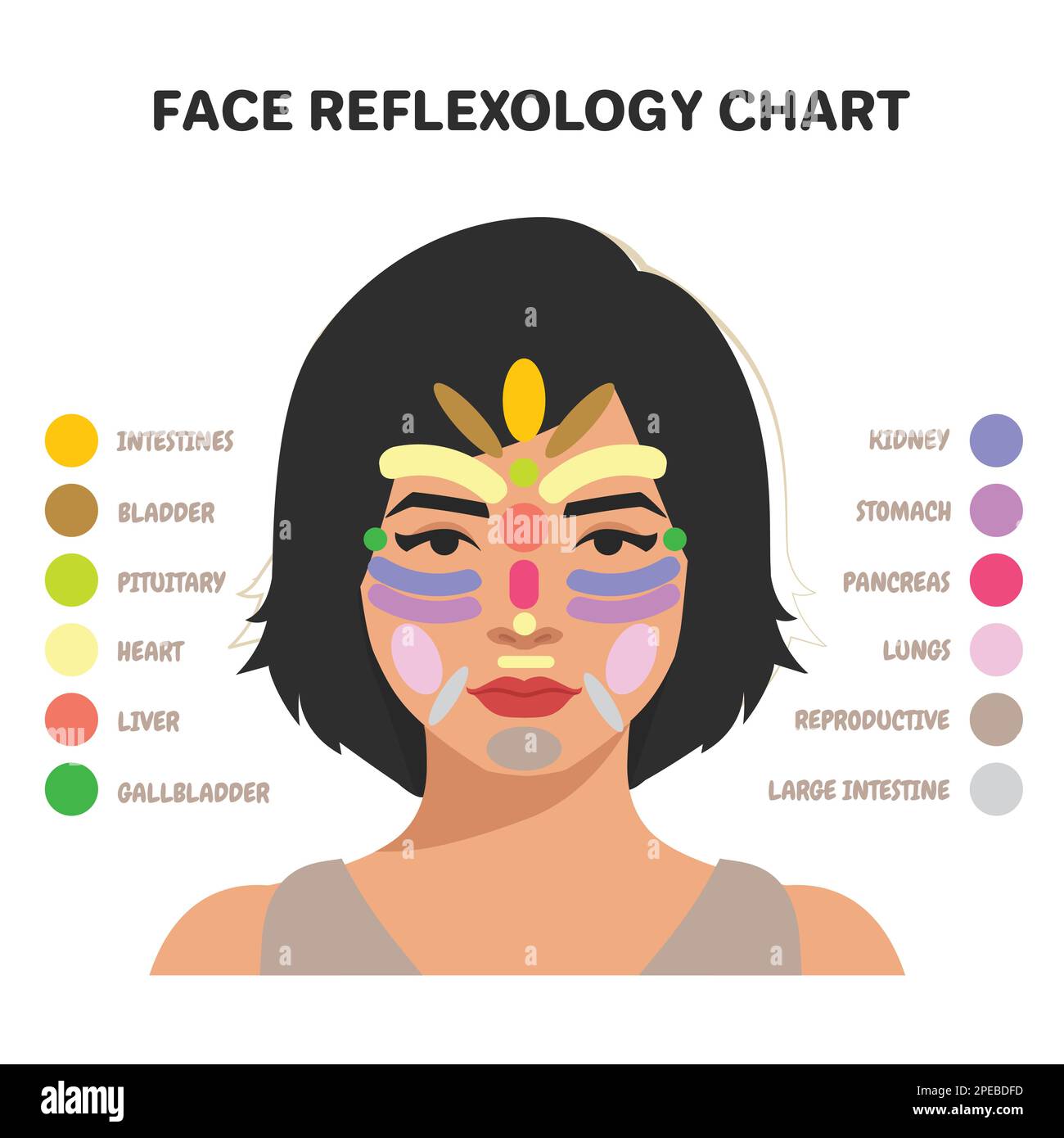 Face Reflexology Chart Inner Organs Massage Areas Body Parts Stock ...