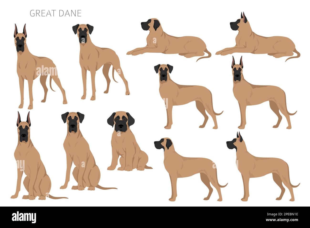 Great dane 2025 coat types