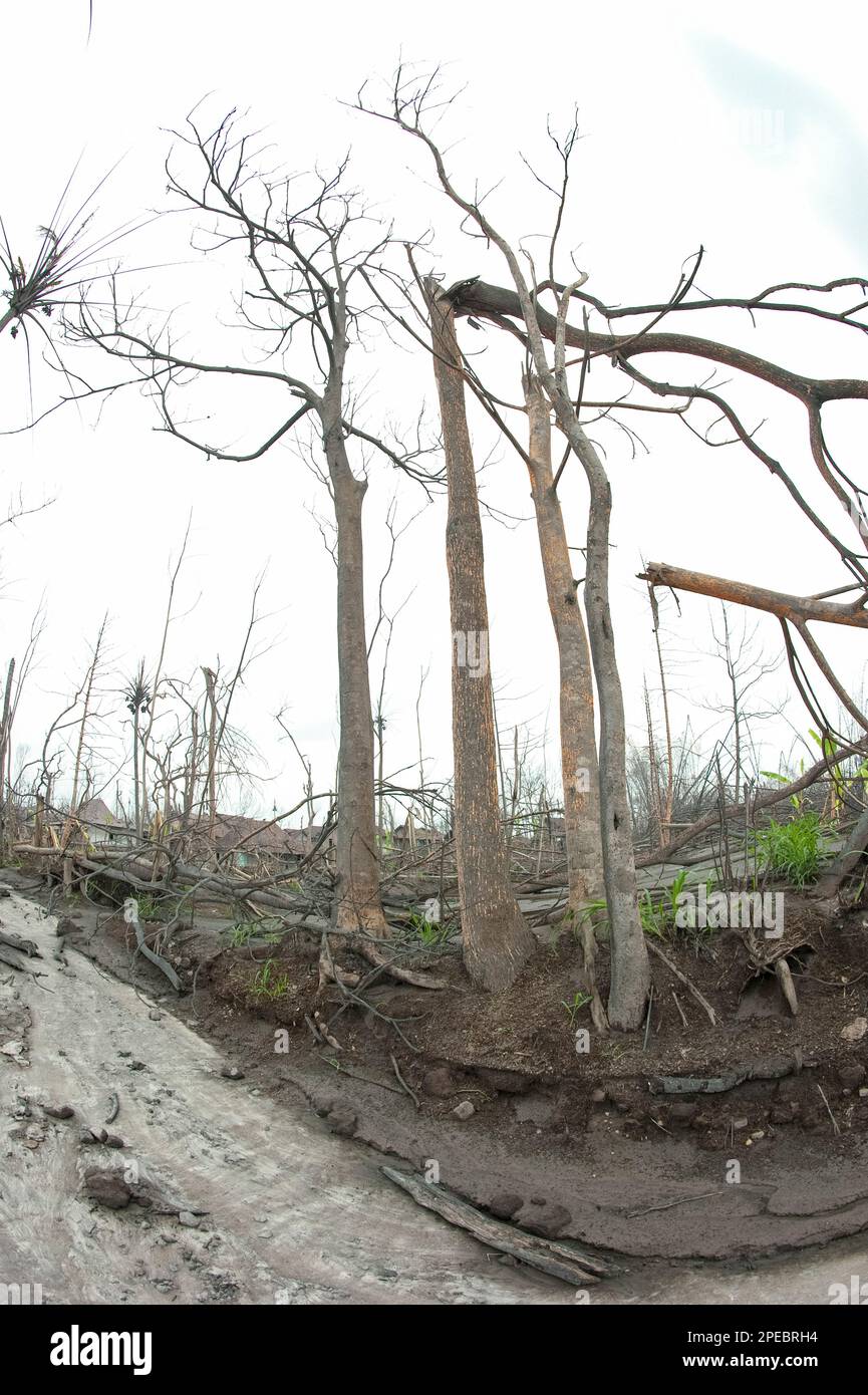 Dead trees damaged from ash from 2010 Mount Merapi volcano eruption, Kepuharjo (5km from top of Merapi), near Jogyakarta, Central Java, Indonesia Stock Photo