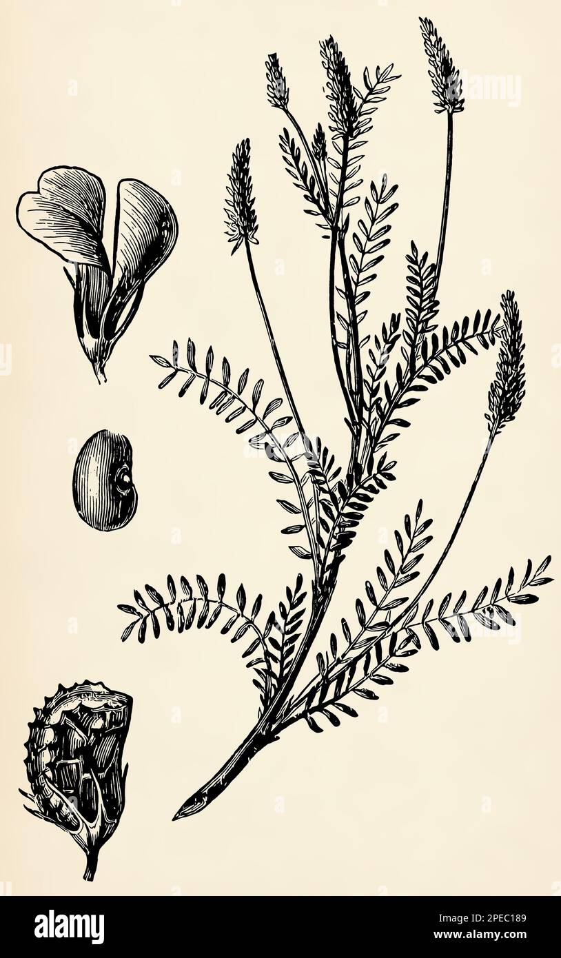 Root system, stem, flowers and fruits of Onobrychis viciifolia. Antique stylized illustration. Stock Photo