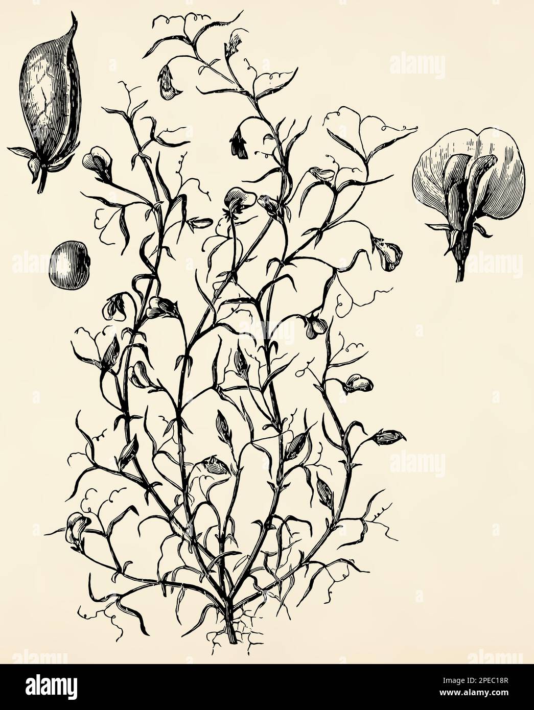 Root system, stem, flowers and fruits of Lathyrus sativus. Antique stylized illustration. Stock Photo