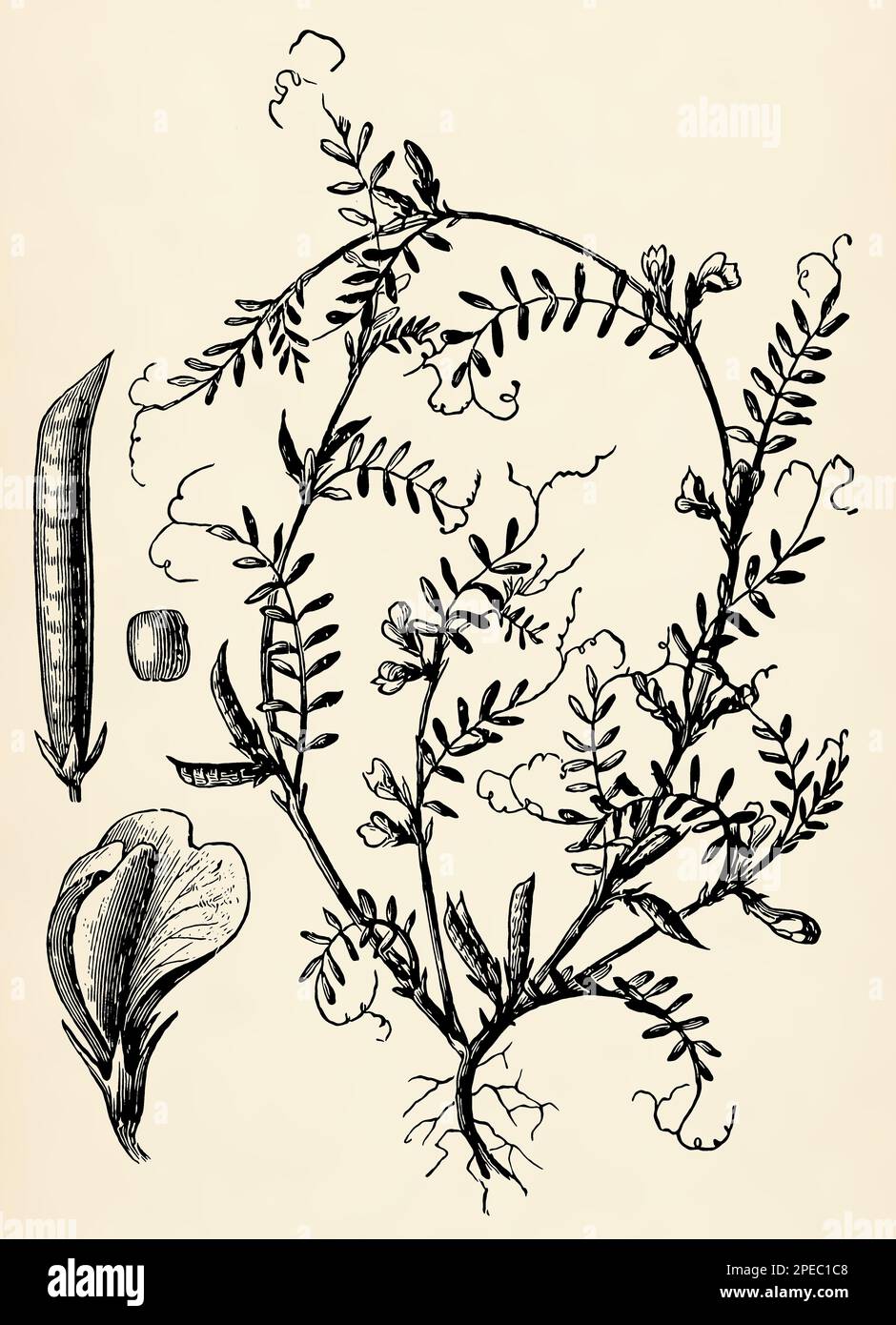 Root system, stem, flowers and fruits of Vicia sativa. Antique stylized illustration. Stock Photo