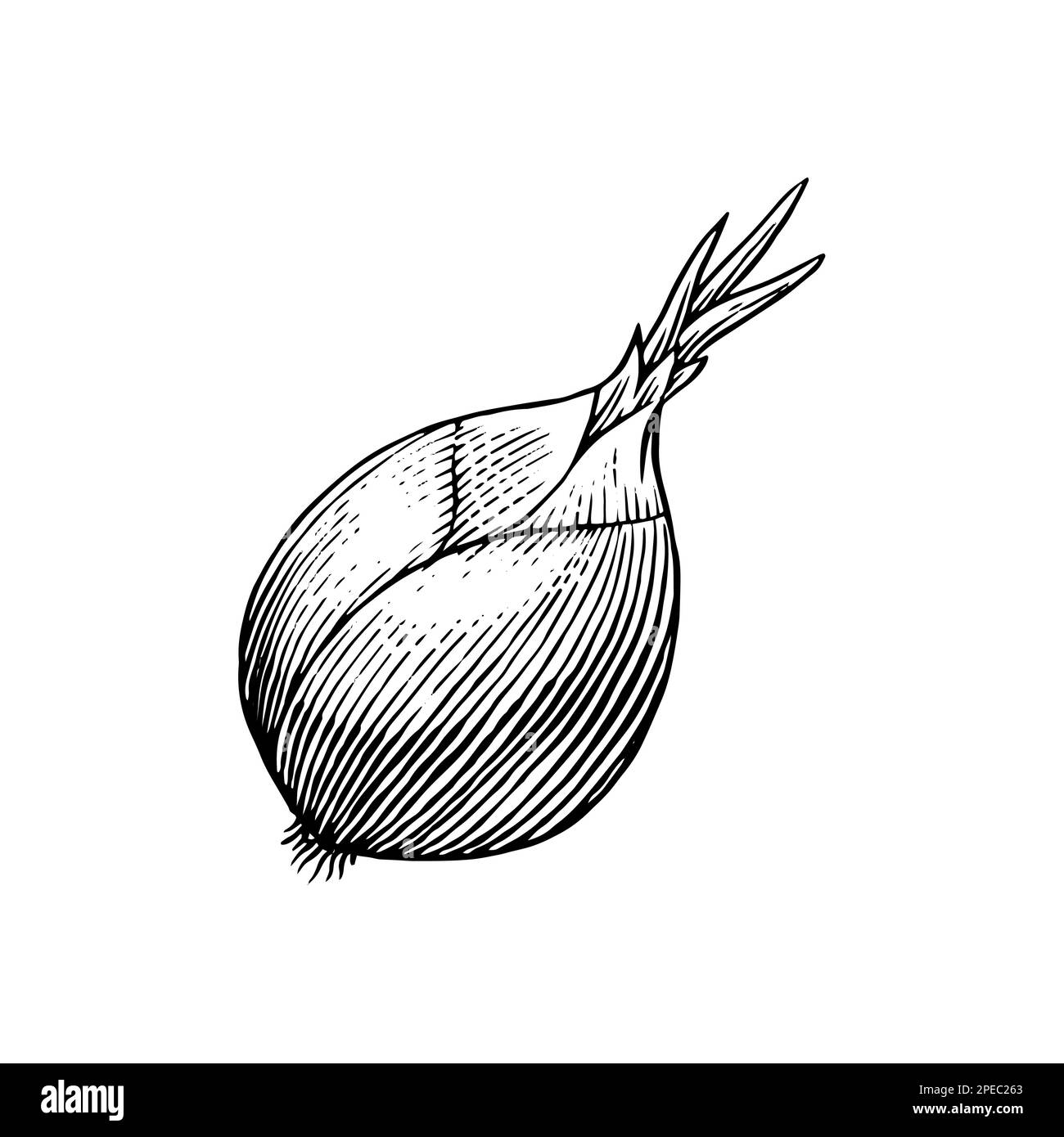 Onion bulb. Hand drawn with ink in vintage style. Linear graphic outline design. Detailed vegetarian food. Vector illustration for label, poster Stock Vector