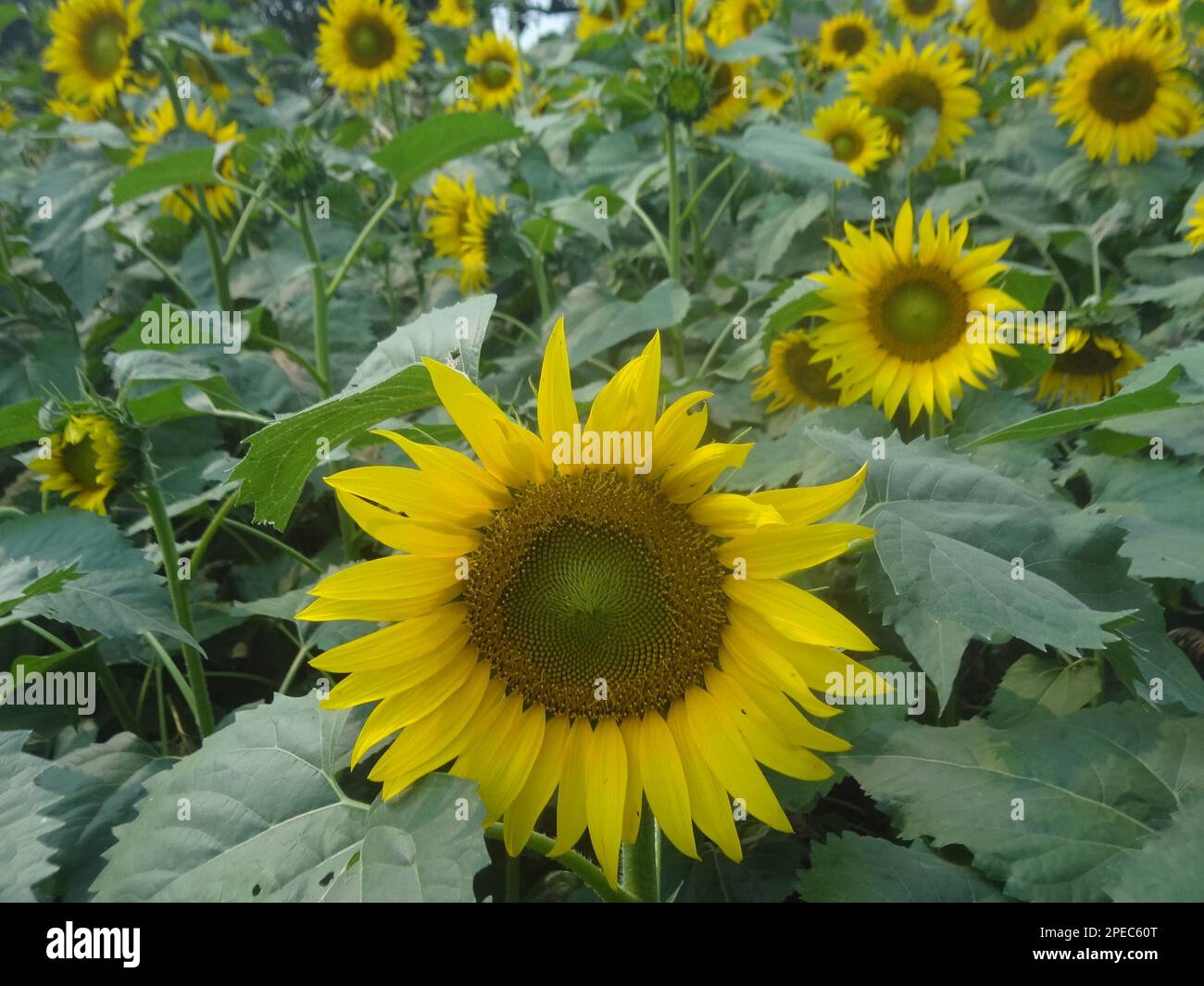 Naogaon, Bangladesh. 15th Mar, 2023. Sunflowers bloom in a field on the