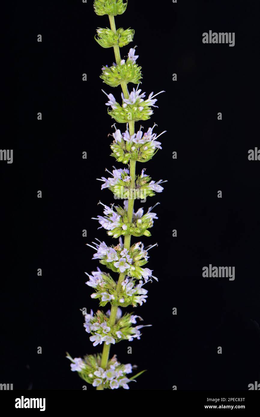Mint flowers isolated on black background. Mentha longifolia blooming